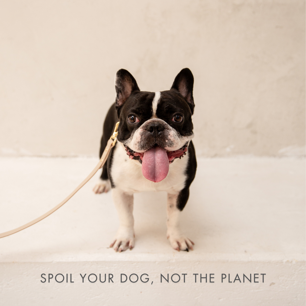 AirTag-Compatible Dog Tracking Collar – Vegan Leather