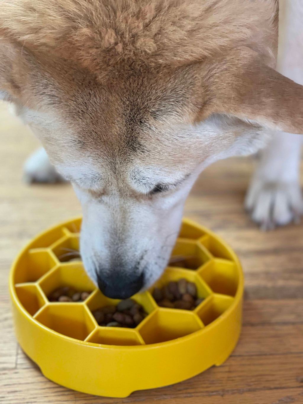 Honeycomb Slow-Feeder Enrichment Bowl for Beagles