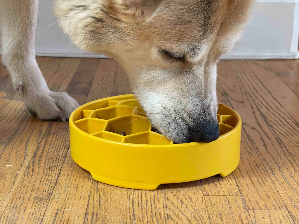 Honeycomb Slow-Feeder Enrichment Bowl for Beagles