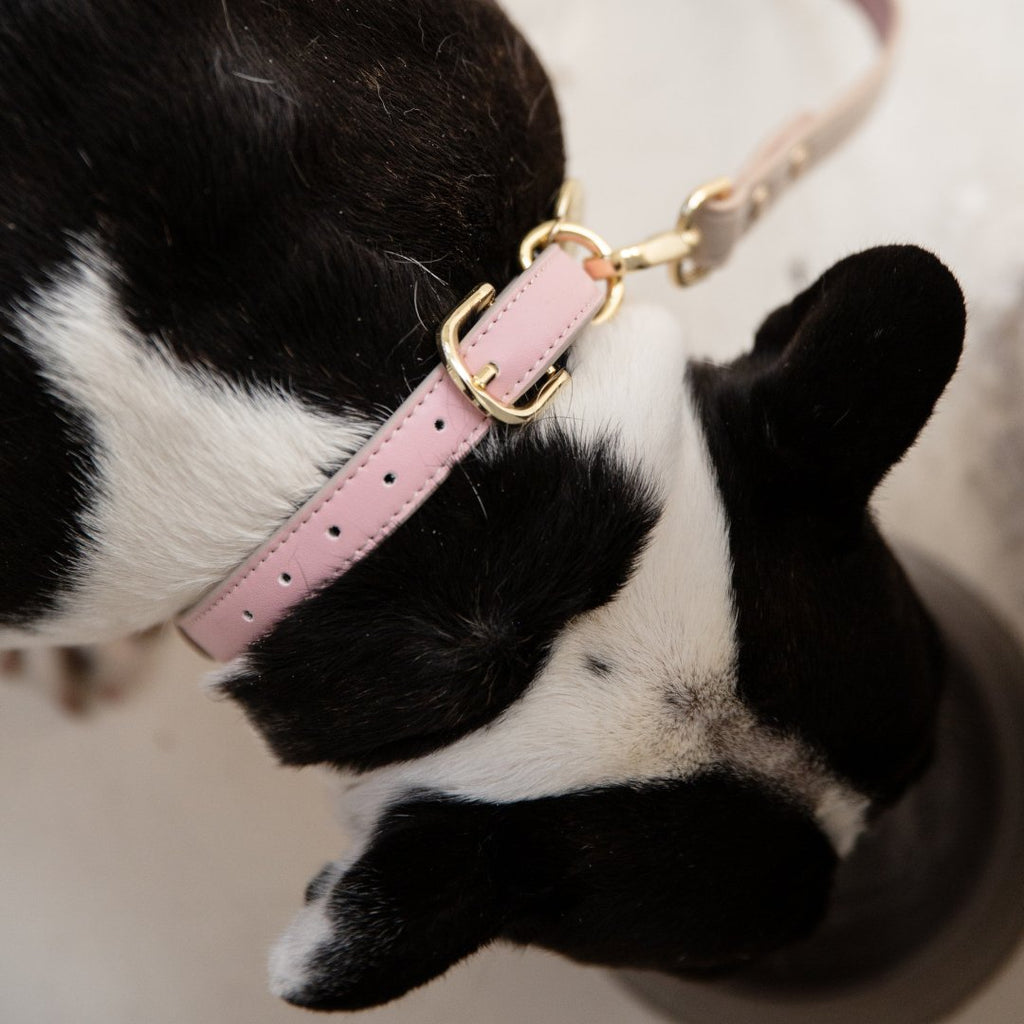 AirTag-Compatible Dog Tracking Collar – Vegan Leather