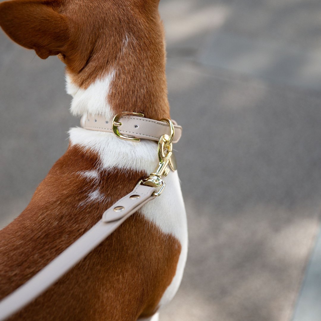 AirTag-Compatible Dog Tracking Collar – Vegan Leather