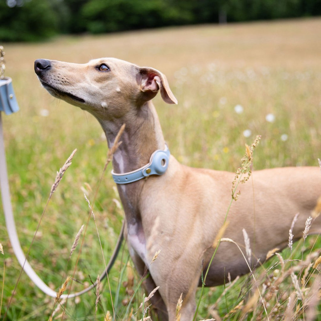 AirTag-Compatible Dog Tracking Collar – Vegan Leather