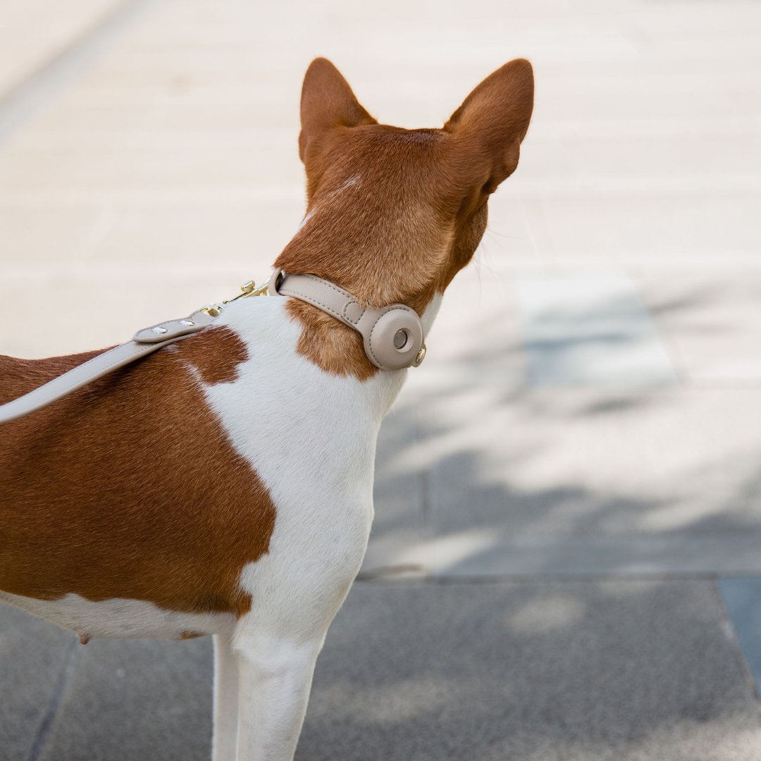 AirTag-Compatible Dog Tracking Collar – Vegan Leather