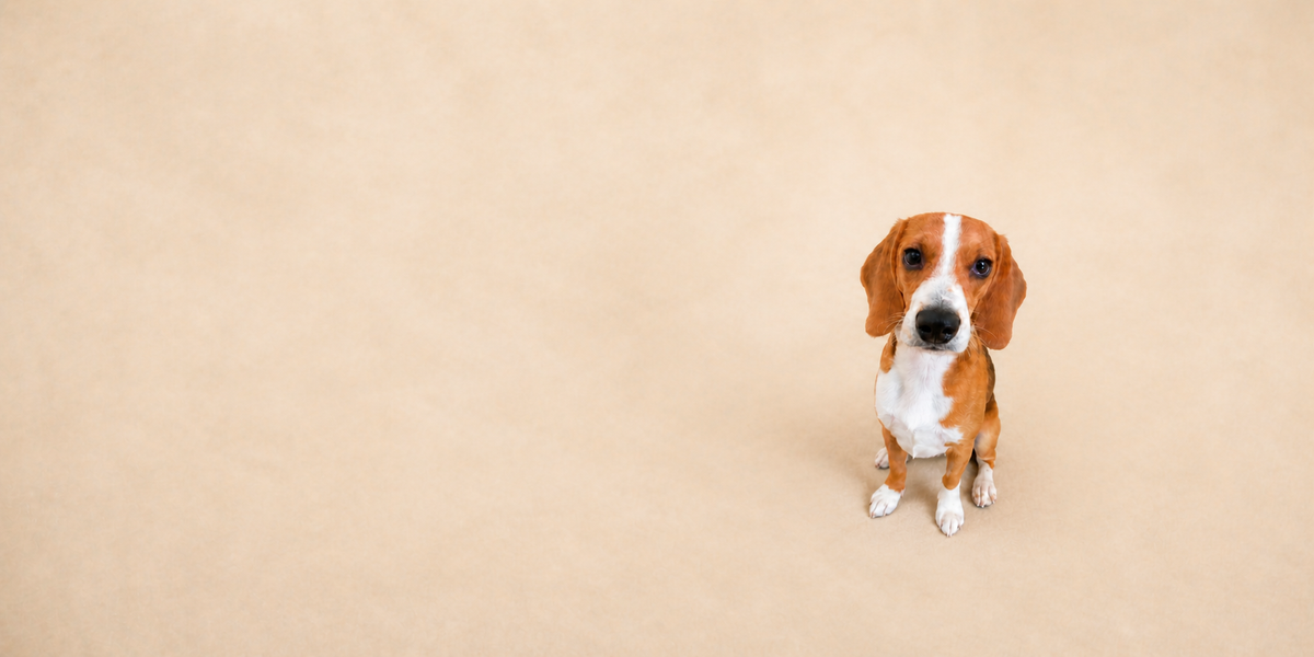 Phoebe, a brown and white Beagle puppy sitting on a beige background